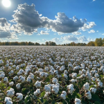 Cotton Inc
