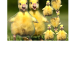 ducks unitedddd