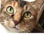 Kitty_Cat_Club