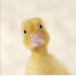 Silent ducks