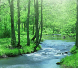 The Forest
