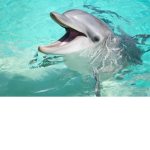 Dolphin Cousins