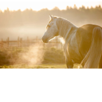 sunny ranch