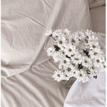 Lily’s Doves