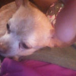 Pig noses