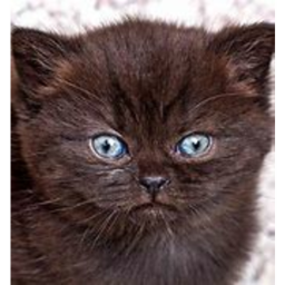 ULTIMATE CAT OBBY!!!!