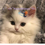 PastelKitten
