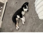 Dog L()VER Group