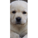 Save the puppy’s group