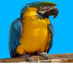TEH #ParrotSquad