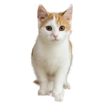 Kitty witty cats