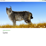 The Lynx Fan Group