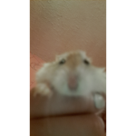 Hamster_lilbro