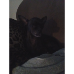 Daisy's Dog Group