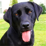 <3 Dogs