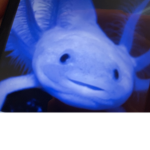 Axlotlo kingdom