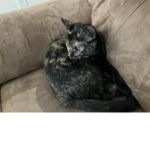 Cats are my favorite animal