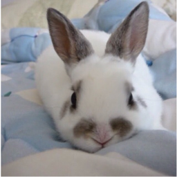 °ʚ(*´꒳`*)ɞ°