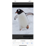 Penguins should not be spared