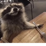 Smart Raccoon