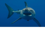 # shark group