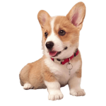 The Shiba Inu’s and Corgi