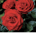 The rose divine family:)