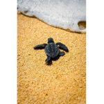Turtles and Friends :)