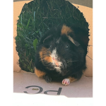 Nugget The Guinea Piggie