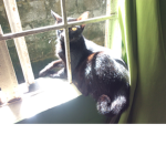 Meow-ies