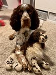 Zoe’s dog group