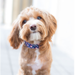 Dailydoggo
