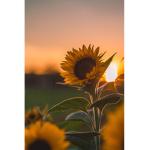 ~Sunshine’s HoneyBees~
