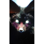 Shadow fox In the night