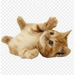 LOL cats of robloxia