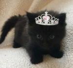 Cat mew