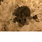 Nibbles YT fanclub