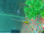 Albino terror hybrid