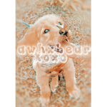 -awhxbear-