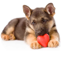 |.Cute puppy squad.|