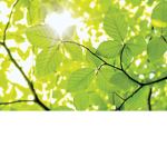 Leafy clothes