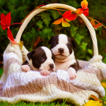 The best Animal is a dog