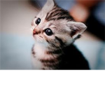 the cat/kittens lover group