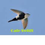 Cafe swift