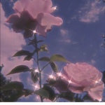 < C o l o r f u l >