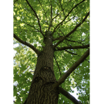 The great Father tree