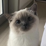 edgifi