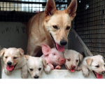 animalworld12