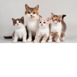 #Meow Team Squad
