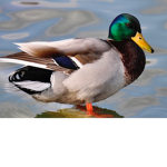 Ducky forever (and bacon)
